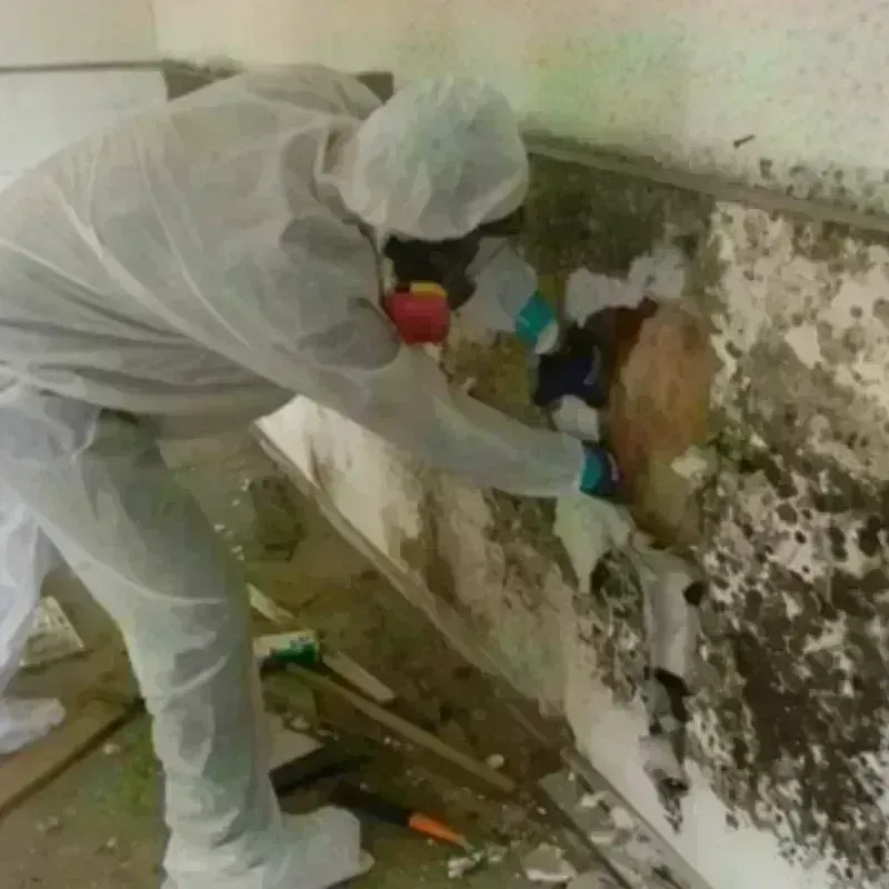 Mold Remediation and Removal in Cleveland, TX